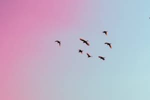 Gradient Sky With Birds