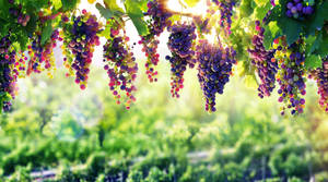 Grape Fruits At Vineyard Wallpaper