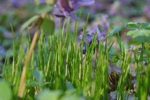 Grass And Purple Flowers Spring Laptop Wallpaper