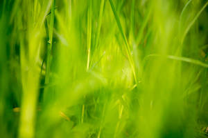 Grass Closeup Medium Wallpaper