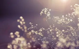 Grass Flowers Light Macro Wallpaper