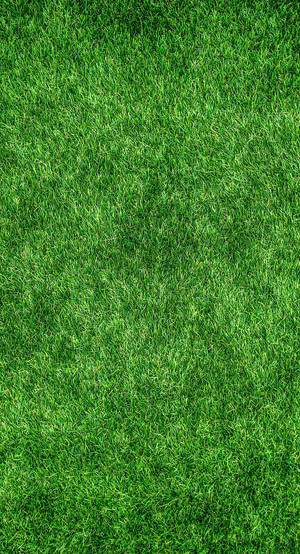 Grass Golf Phone Wallpaper