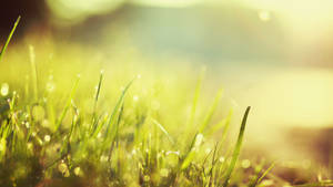 Grass In Sunlight Macro Wallpaper
