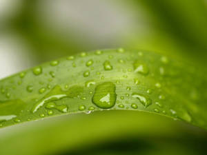Grass Leaf Dew Macro Wallpaper