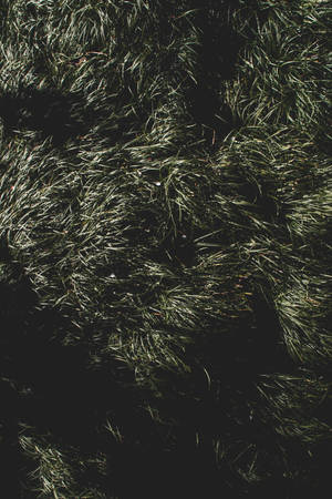 Grass Night Flat Lay Wallpaper