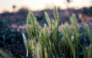 Grass Selective Focus Shot Microsoft Wallpaper
