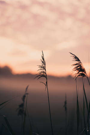 Grass Silhouette During Sunset Focus Wallpaper