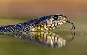 Grass Snake In Water Wallpaper
