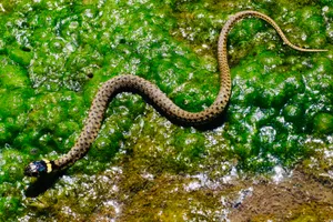 Grass Snake On Algae Wallpaper