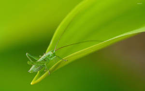 Grasshopper Yellow Green Leaf Wallpaper