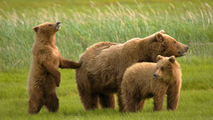 Grassland Bears Wallpaper