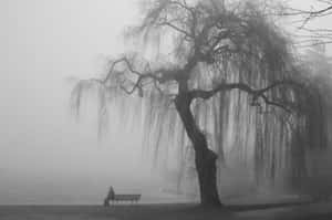 Gray Aesthetic Sad Park Bench Wallpaper