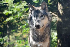 Gray And White Wolf Wallpaper
