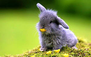 Gray Bunny With Yellow Flower Wallpaper