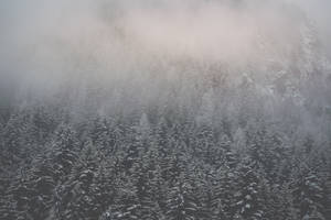 Gray Calming Foggy Forest Wallpaper