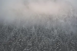 Gray Calming Foggy Forest Wallpaper