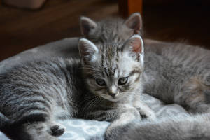 Gray Cute Kitten On Floor Wallpaper
