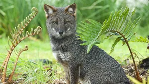 Gray Darwin's Fox With Plants Wallpaper