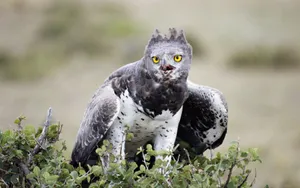 Gray Eagle Bird Wallpaper