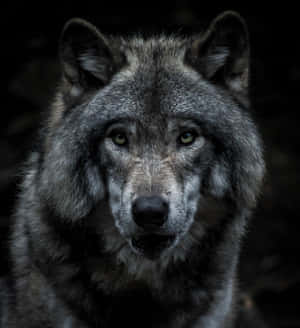 Gray Epic Wolves In Dark Wallpaper