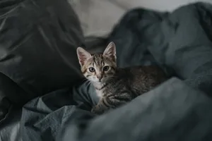 Gray Kitten On The Bed Wallpaper