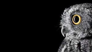 Gray Owl With Yellow Eye Side View Wallpaper