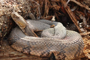 Gray Peach Timber Rattler Snake Wallpaper