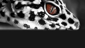 Grayscale Black Spot Gecko Wallpaper