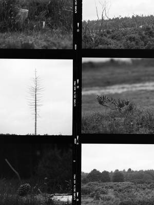 Grayscale Grass Field Collage Wallpaper