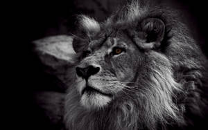 Grayscale Lion 1080p Hd Desktop Wallpaper