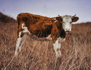 Grazing Cow In Serene Pasture Wallpaper
