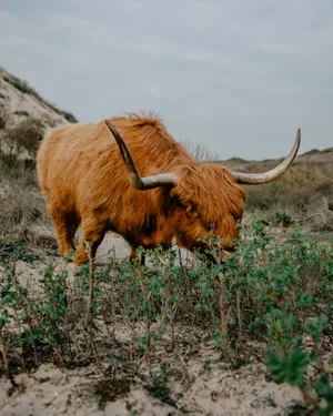 Grazing Highland Ox Wallpaper