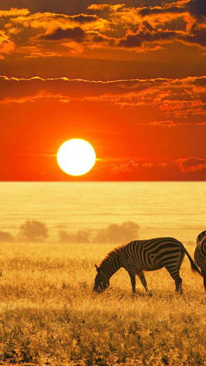 Grazing Zebra Africa Iphone Wallpaper