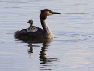 Great Grebe Mother Bird Wallpaper