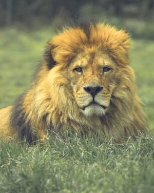 Great Lion On Grass Wallpaper