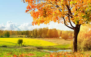 Great Sunny Day Landscape Field With Autumn Tree Wallpaper