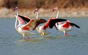 Greater Flamingo Trio Wallpaper