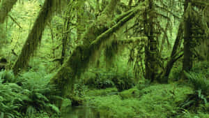 Green Aesthetic Mossy Jungle Desktop Wallpaper