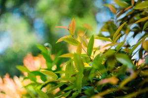 Green And Brown Leaves With Bokeh Effect Wallpaper