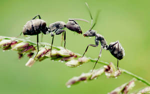 Green Background Ant Wallpaper