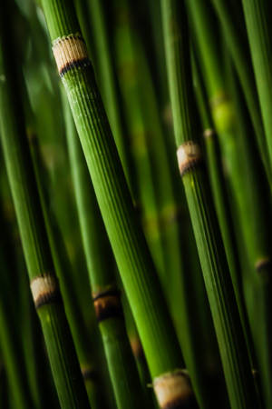 Green Bamboo Branch Wallpaper