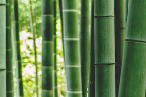 Green Bamboo Daytime Wallpaper