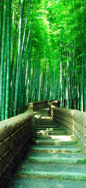 Green Bamboo Forest Iphone With Stairs Wallpaper