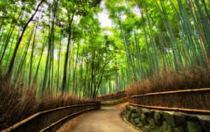 Green Bamboo Forest Pathway Wallpaper