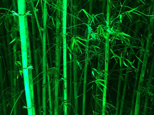 Green Bamboo Stems Wallpaper
