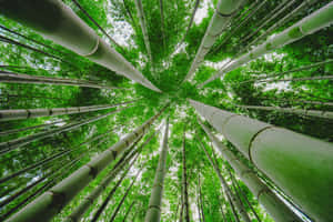 Green Bamboo Trees Bottom-view Wallpaper