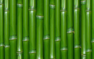 Green Bamboo Wall Wallpaper
