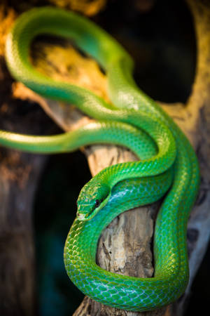 Green Bush Rat Snake Wallpaper