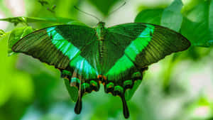 Green Butterfly Green Wings Wallpaper