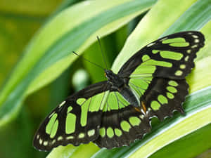 Green Butterfly Wings Spread Out Wallpaper